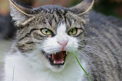 4-Things-that-cats-hate-the-most-f