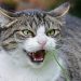 4-Things-that-cats-hate-the-most-f