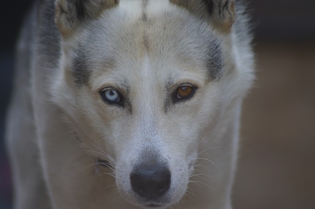 Things-you-need-to-know-about-the-Siberian-husky-A