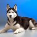 Things-you-need-to-know-about-the-Siberian-husky-F