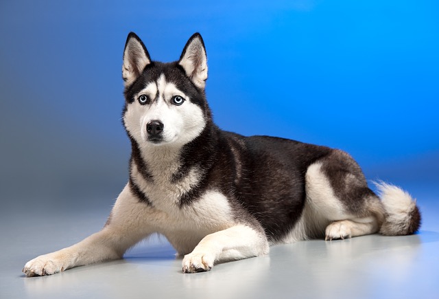 Things-you-need-to-know-about-the-Siberian-husky-F