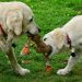 Toys-Your-Dog-Will-Actually-Play-With-F