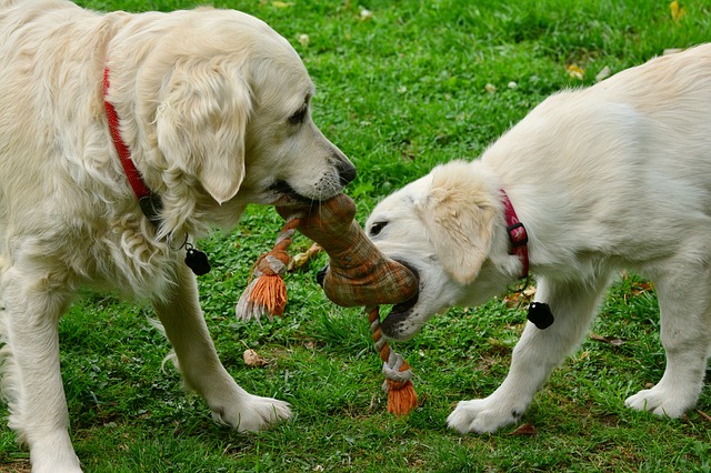 Toys-Your-Dog-Will-Actually-Play-With-F