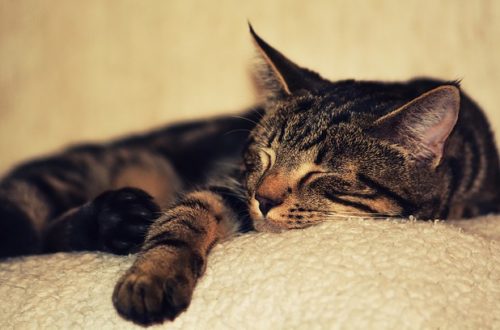 Why-do-cats-sleep-so-much